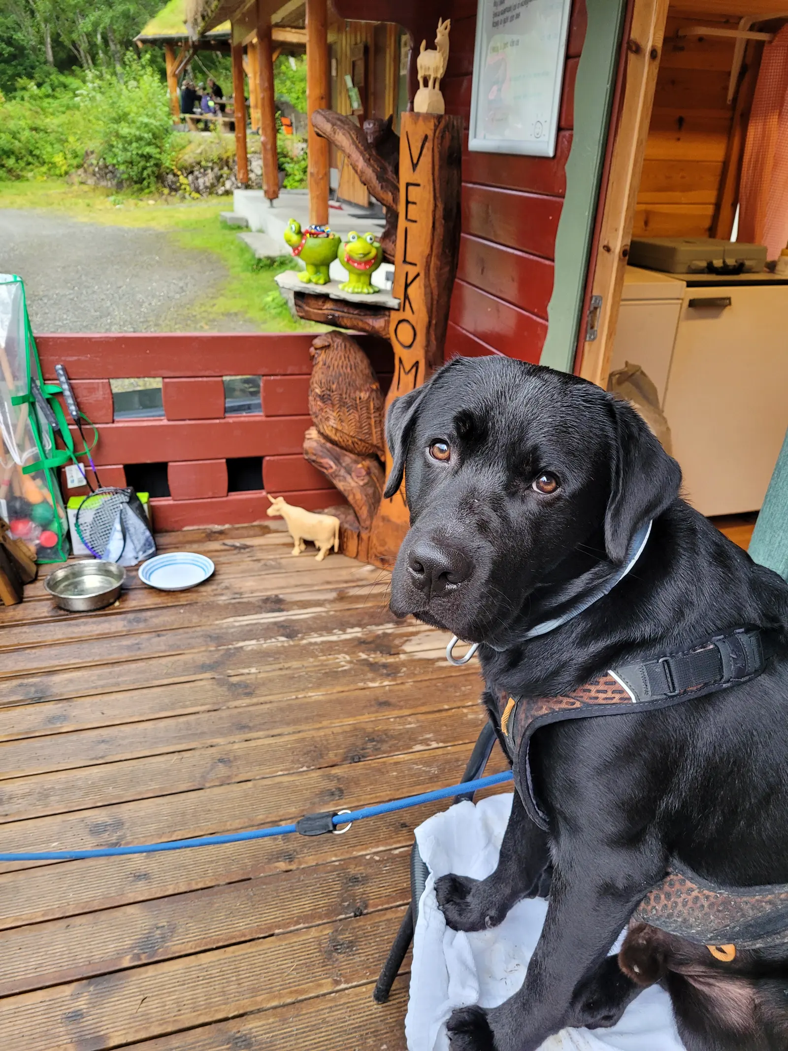 Hund som slapper av på verandaen