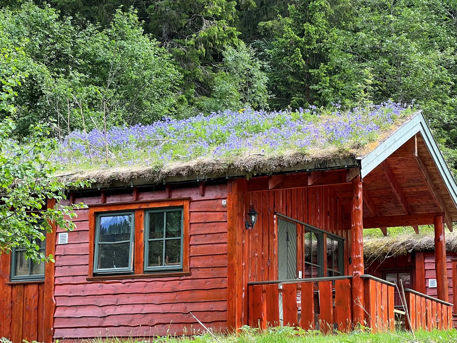 Rød hytte med blomstrende torvtak